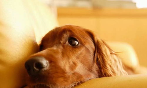 狗的安葬地点与风水学说有何关联？