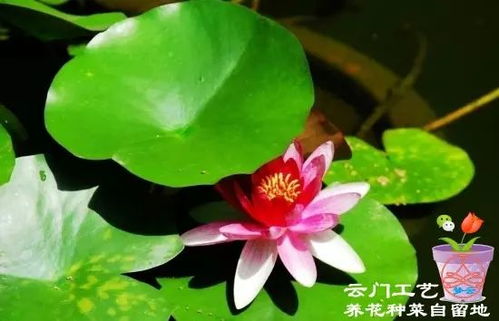 家里适合养睡莲吗？这和风水有什么关系？