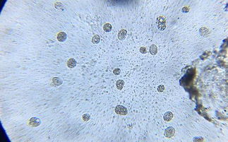 蛛网、 虫鼠侵扰：家运受阻的显性信号