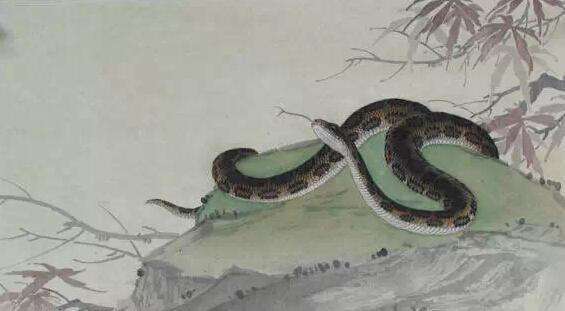 2026年属蛇人偏财手机号和正财旺行业分别是什么？