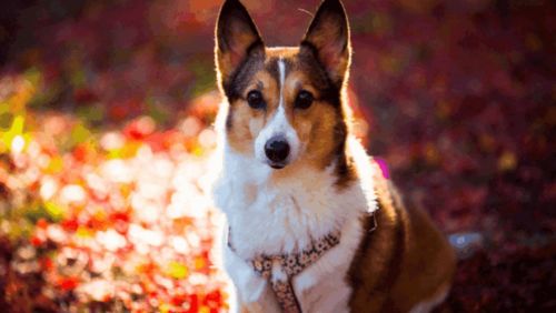 2026年属狗的人五月份性格特点及运势如何？