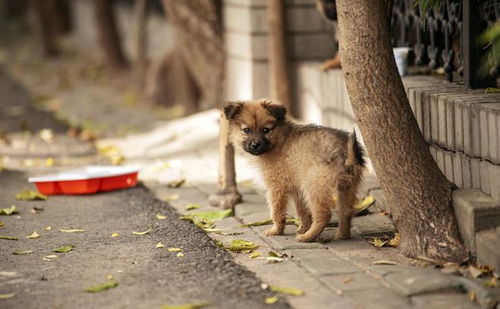 二字男宝宝狗年命名精选