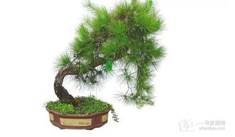 5. 蓬莱松：常绿灌木与家宅庇护的功能