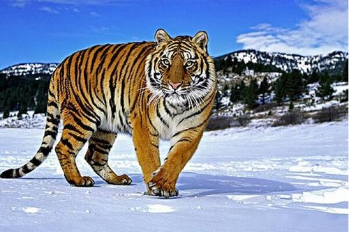 1986年属虎人2026年农历正月运势和属相日历表分别是什么？