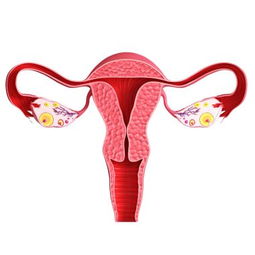 3. 腹痛及下腹部不适：信号不良好