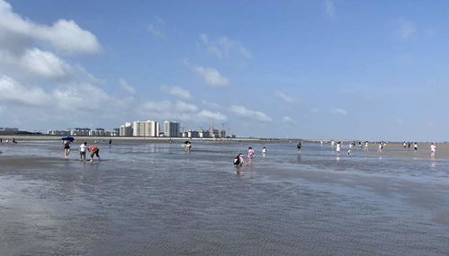 天津赶海：从“工业锈带”到“生态滩涂”的逆袭
