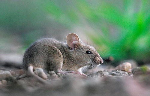 属鼠属虎合财吗？属蛇属鼠能否合财？