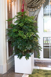 风水学家门口种桃树合适吗？客厅摆放高档大盆栽桃树可行吗？