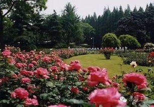 这个破公园的前世今生