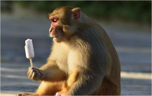 2026年生肖猴是否会有牢狱之灾，那一年运势如何？