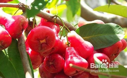 家里种植莲雾会对家居风水产生怎样的影响呢？