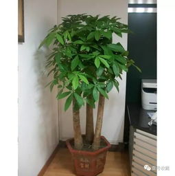 4.1 绿植在空气净化中的积极作用