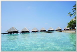 莫斯卡土拨鼠？都是戏精！