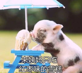 属猪者: 善良纯真的幸福源泉