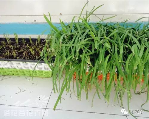 阳台种植韭菜对风水有影响吗？是否吉利？