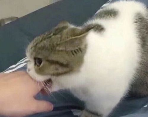 被猫咬手流血，这是不是预示着即将发生什么不幸的事情呢？