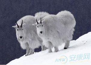 2003年出生的属羊女性命运究竟如何？