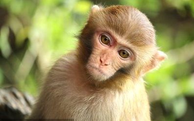 1968年出生属猴的女性今年会有怎样的桃花运呢？