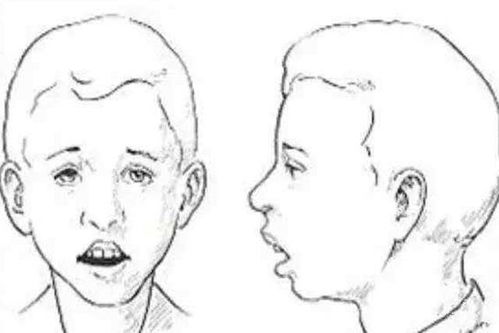 三、  鼻口构造：度量与耐性的量化指标