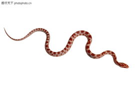 2026年属蛇人的运势具体表现和影响是什么？