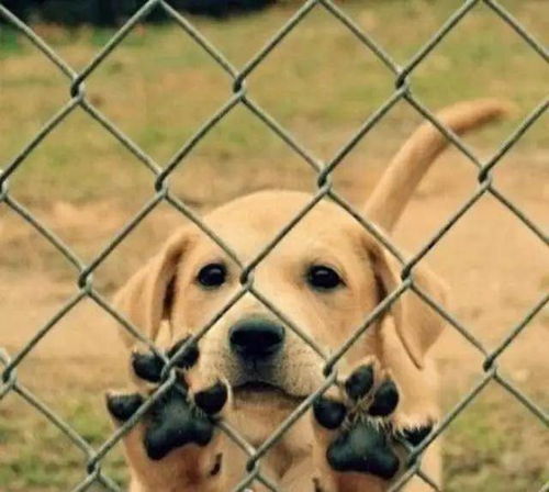 二、 养犬责任承担的伦理维度及其对个人修养的潜在促进作用