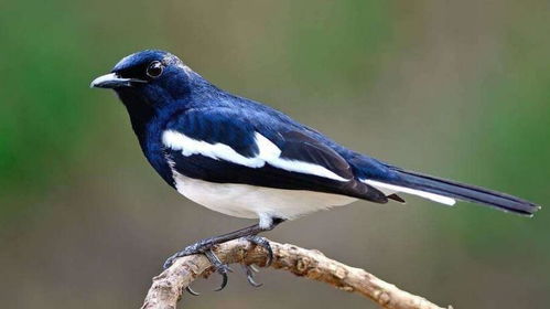 1976年喜鹊到家预示吉凶，能在家中养喜鹊吗？