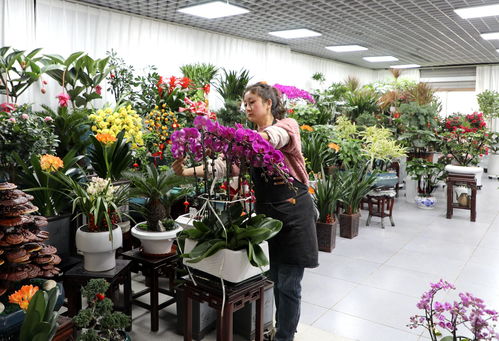 实战案例分析：北碚花鸟买卖场的逆袭记