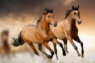 一、 午马与未羊：六合之局的温情互补