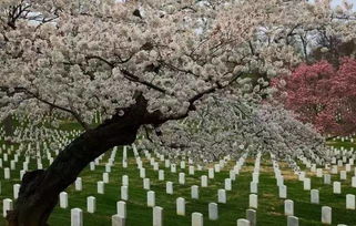 丧葬文化的重要性：传统价值观与社会阶层