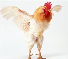 兔鸡八字相冲，难道反而能大吉大利吗？