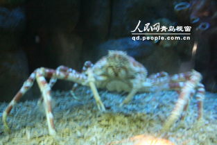 一、  孤独之影：螃蟹与较深海幽灵的隐喻