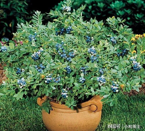 三、 空间布局与植株形态发展