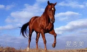 属马男生的性格弱点具体表现为什么？