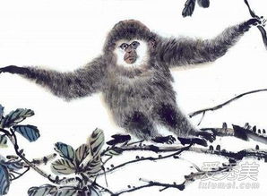 2019年属猴人的全年运势完整版具体如何？