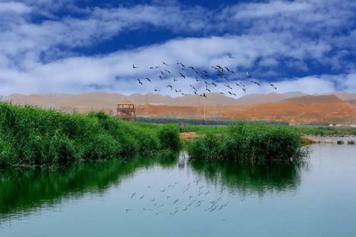 五、 秦王川国家湿地公园——西北版“大自然疗养院”