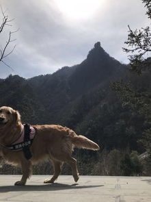 金毛犬旅游大作战：带汪星人浪迹天涯的血泪史！