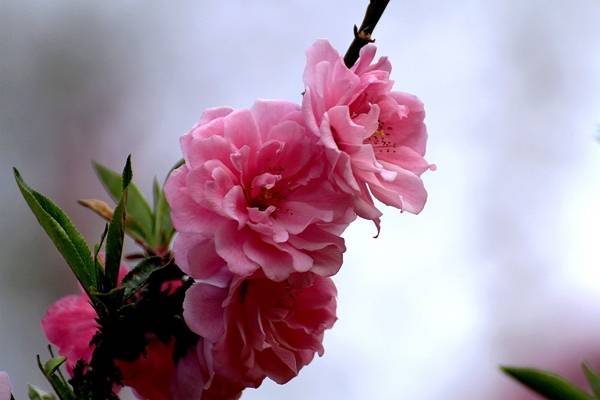 桃花生肖桃花一族打一生肖，究竟对应的是哪个生肖？