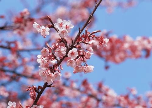 梅花的诡异梦境：那些你不知道的恐怖真相