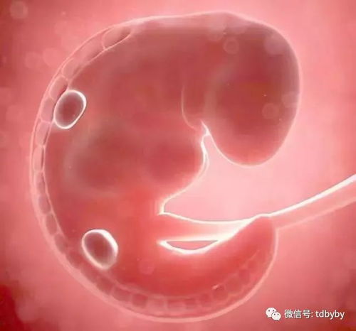 1-1 精子质量：较高分辨率摄像头还是模糊画面？