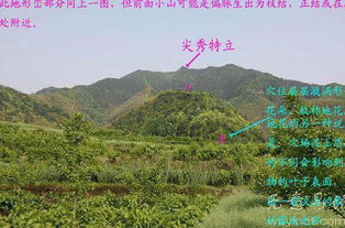 四、 寻龙点穴与四大局定局：系统化学习路径概述