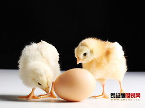 争鸡是哪年生肖鸡，鸡后面又是哪个生肖？