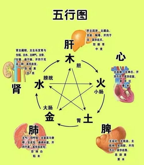 阴阳五行与人体健康的深度关联