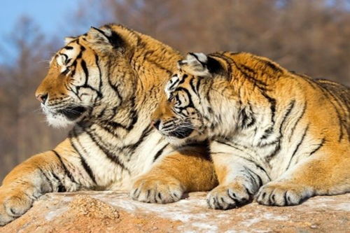 2026年属虎人躲不过去的大难和吉星分别是什么意思？