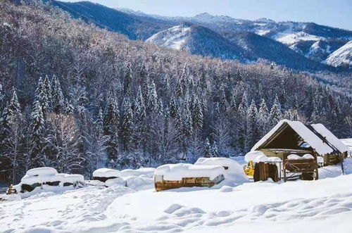 冻成狗也要去！阿勒泰零下40度生存指南（2026年黄历特别版）