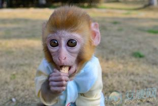 四、属相搭配与五行相生（纯属瞎说）