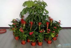 植物风水中的“生旺”与“阴煞”之辨