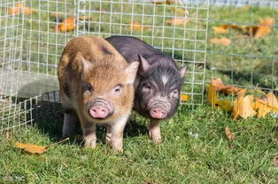 生肖猪：善良憨厚的本真回归