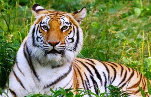 属龙人2026年运势如何，养狗对属龙人来说是吉祥还是凶险？