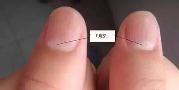 3. 长形指甲：求精务尽与潜在弱点