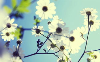 属猴起名宜用字大全免费，有没有推荐猴起名大全的免费资源？